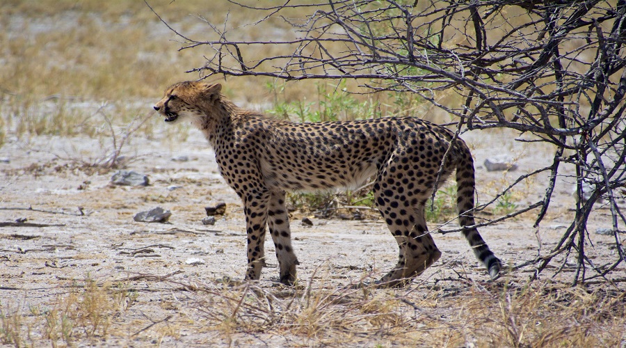 is walking safaris offered in serengeti or tarangire